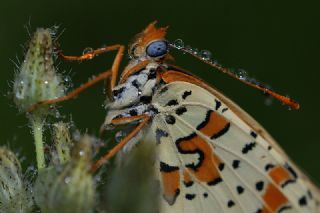 Gzel parhan (Melitaea trivia)