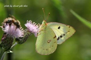 Sar Azamet (Colias croceus)