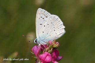 okgzl Dafnis (Polyommatus daphnis)