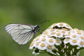 Al Beyaz (Aporia crataegi)