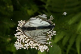 Al Beyaz (Aporia crataegi)