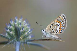 das Mavisi, Esmergz (Plebejus idas)