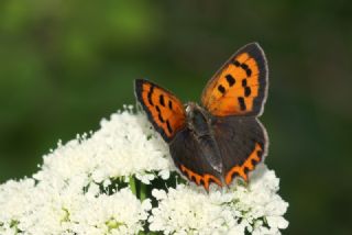 Benekli Bakr Gzeli (Lycaena phlaeas)