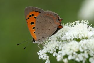 Benekli Bakr Gzeli (Lycaena phlaeas)