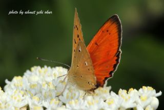 Orman Bakr Gzeli (Lycaena virgaureae)