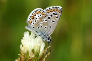 okgzl Balkan Mavisi (Aricia anteros )