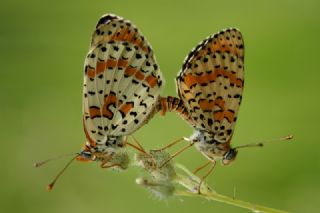 Gzel parhan (Melitaea trivia)