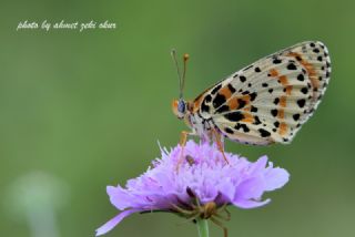 Benekli parhan (Melitaea didyma)