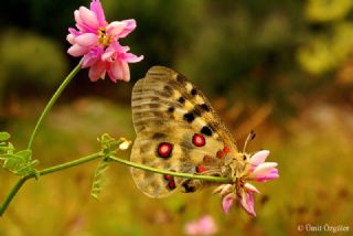 Apollo (Parnassius apollo)