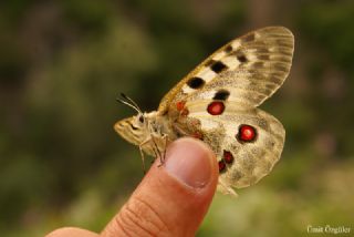 Apollo (Parnassius apollo)