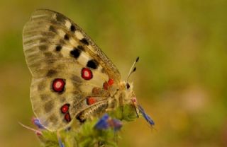 Apollo (Parnassius apollo)