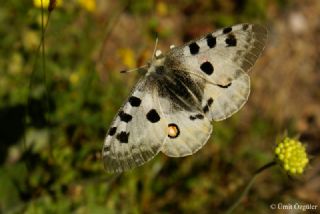 Apollo (Parnassius apollo)