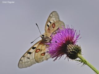 Apollo (Parnassius apollo)