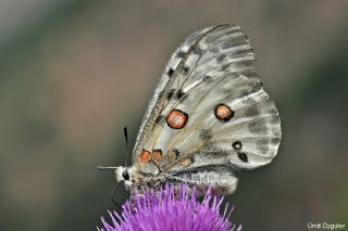 Apollo (Parnassius apollo)