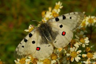 Apollo (Parnassius apollo)