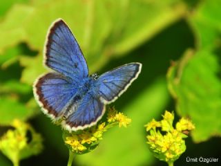 das Mavisi, Esmergz (Plebejus idas)