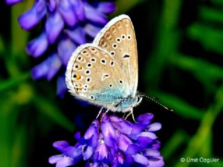 okgzl Amanda (Polyommatus amandus)