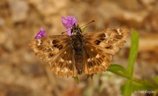 Hatmi Zpzp (Carcharodus alceae)