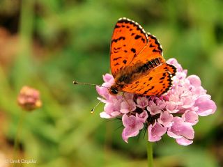 Benekli parhan (Melitaea didyma)