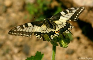 Krlangkuyruk (Papilio machaon)