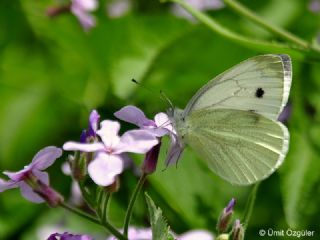 Yalanc Beyazmelek (Pieris pseudorapae)