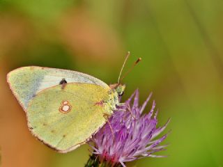 Gzel Azamet (Colias alfacariensis)