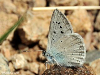 okgzl Edon Mavisi (Polyommatus aedon)