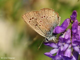 okgzl Gzel Mavi (Polyommatus bellis)