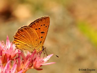 Orman Bakr Gzeli (Lycaena virgaureae)