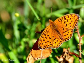 Gzel nci (Argynnis aglaja)