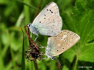 okgzl Edon Mavisi (Polyommatus aedon)