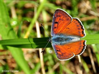 Byk Mor Bakr Gzeli (Lycaena alciphron)