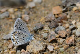 okgzl Mavi (Polyommatus icarus)