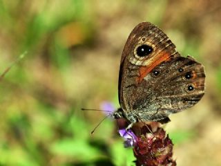 Esmerboncuk (Lasiommata maera)