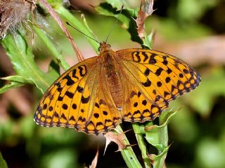 Byk nci (Fabriciana adippe)