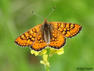 Nazuum (Euphydryas aurinia)