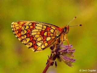 Amannisa (Melitaea athalia)