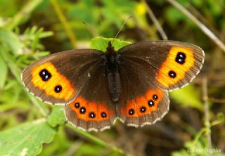 sko Gzelesmeri (Erebia aethiops)