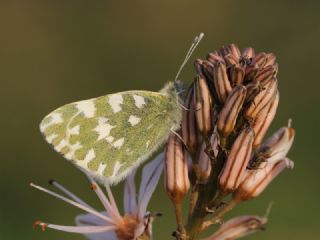 Yeni Beneklimelek (Pontia edusa)