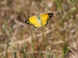 Sar Azamet (Colias croceus)