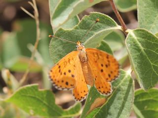 ranl parhan (Melitaea persea)