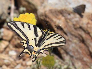 Kaplan Krlangkuyruk (Papilio alexanor)