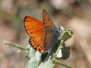 Kk Ate Gzeli (Lycaena thersamon)