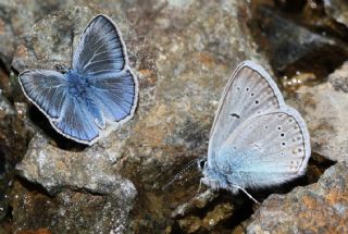 okgzl Amanda (Polyommatus amandus)