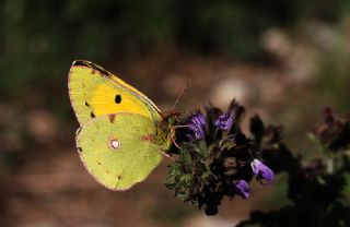 Sar Azamet (Colias croceus)