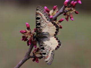 Yalanc Apollo (Archon apollinus)