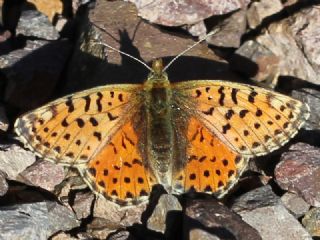 Balkan Meneke Kelebei (Boloria graeca)