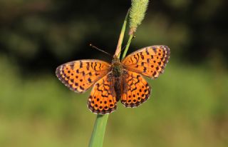 ift Noktal Brentis (Brenthis hecate)