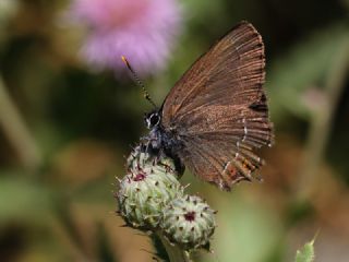 Byk Sevbeni (Satyrium ilicis)