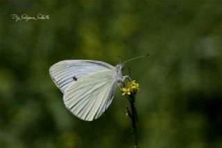 Kk Beyazmelek (Pieris rapae)